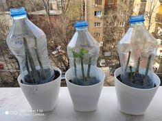 three plastic water bottles with plants in them