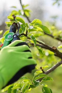 a pair of green gardening gloves on top of a tree branch