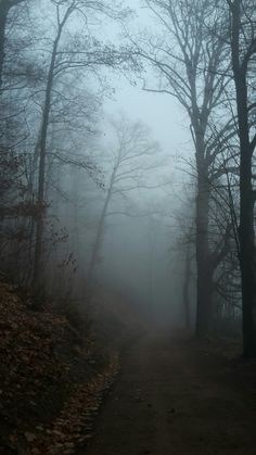 a foggy path in the woods with trees