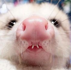 a close up of a white and black animal's face with it's mouth open