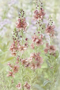 some pink flowers that are growing in the grass by itself on a blurry background