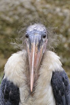 a large bird with a very long beak