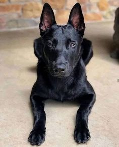 a black dog laying on the floor next to a brick wall and looking at the camera