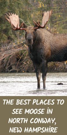 an image of a moose in the water with text that reads, the best places to see moose in north conday, new hampshire