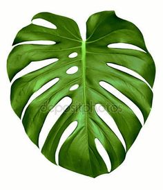 a large green leaf on a white background