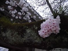 pink flowers are growing on the bark of a tree