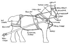 a drawing of a horse with parts labeled