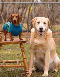 two dogs wearing sweaters sitting next to each other on a chair in the grass