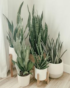 three potted plants sitting next to each other on a wooden floor in front of a white wall