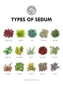 the types of sedum in different colors and sizes are shown on this page