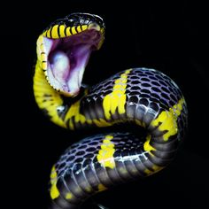 a yellow and black snake with its mouth open