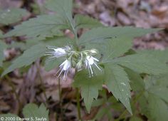 Hydrophyllum virginianum @ Havenwood Hydrophyllum Virginianum, Virginia