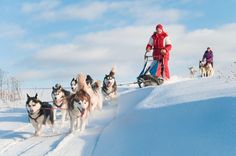 a man riding on the back of a sled pulled by dogs