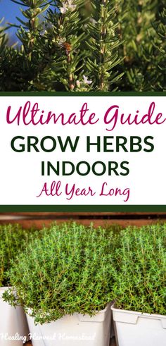 the ultimate guide to grow herbs indoors all year long