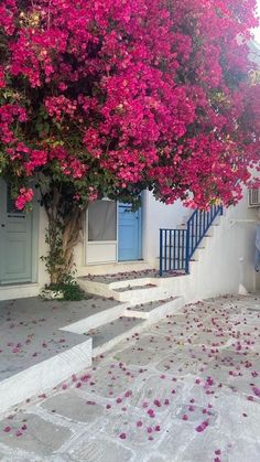 pink flowers blooming on the ground in front of a white building with blue doors