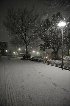 the snow is falling and there are street lights in the park on this snowy night