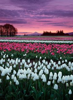 a field full of white and pink tulips under a purple sky at sunset