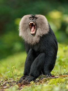 a monkey with its mouth open sitting in the grass