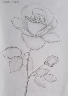 a pencil drawing of a single rose