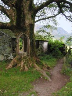 an old stone house with a tree growing out of it's trunk and door