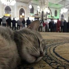 a cat sleeping on the floor in front of people