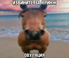 a brown horse standing on top of a sandy beach next to the ocean at sunset