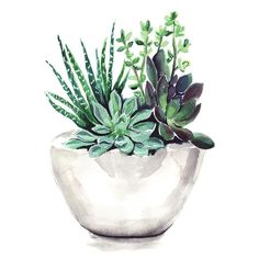 a watercolor painting of succulents in a white bowl on a wall