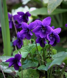 purple flowers are blooming in the garden