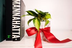 a potted plant sitting on top of a book shelf next to a red ribbon