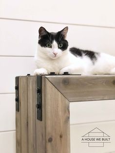 a black and white cat sitting on top of a wooden table next to a wall