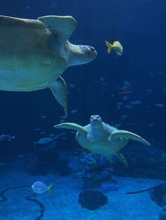 two sea turtles swimming in an aquarium with fish around them and one is eating something