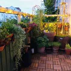 many potted plants and lights on the roof