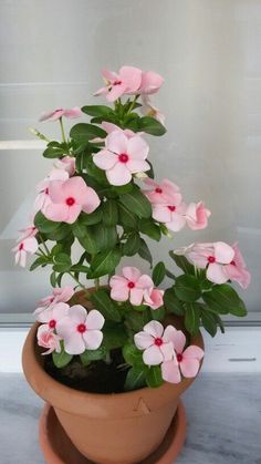 a potted plant with pink flowers in it