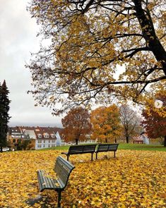 two park benches sitting on top of a field covered in autumn leaves next to a tree