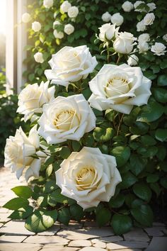 white roses growing on the side of a building