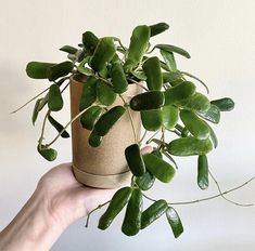 a hand holding a potted plant in front of a white wall