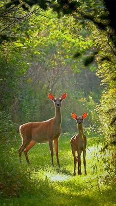 two deer standing next to each other on a lush green field