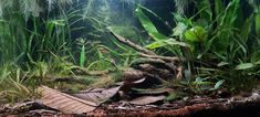 an aquarium filled with lots of green plants