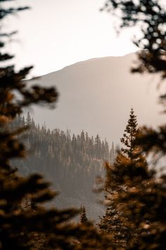 the mountains are covered in trees and fog