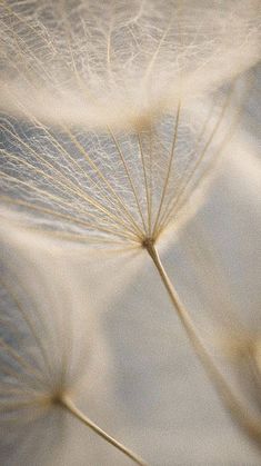 the dandelion is blowing in the wind with it's seeds still attached