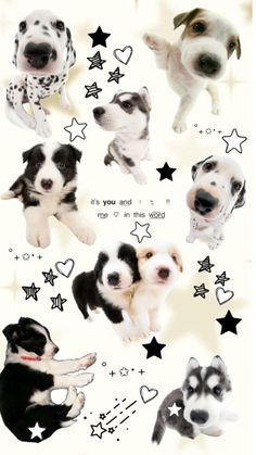 several different pictures of dogs with stars and hearts on the back of their heads, all in black and white