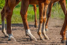 two brown horses standing next to each other on a dirt road