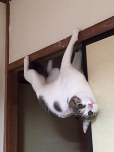 a white and black cat is playing on the door frame with its paws in the air