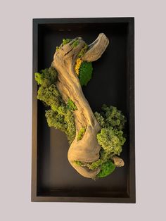 an art piece made out of wood and broccoli in a shadow box frame