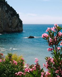 pink flowers line the shore of an ocean with cliffs in the background and blue water