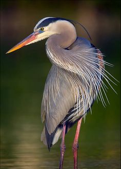 a bird with long legs standing in the water