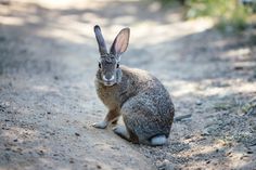 a rabbit sitting in the middle of a dirt road