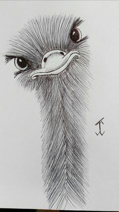 an ostrich's head is shown in this drawing