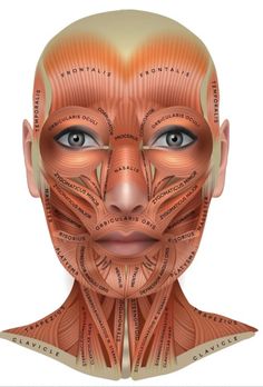 Facial Muscles Anatomy, Muscle Chart, Cosmetic Nurse, Skin Anatomy, Muscle Structure, Muscles Of The Face, Nurse Injector, Facial Anatomy, Face Anatomy