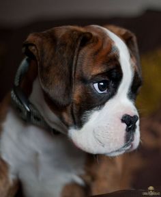 a small brown and white dog sitting on top of a couch